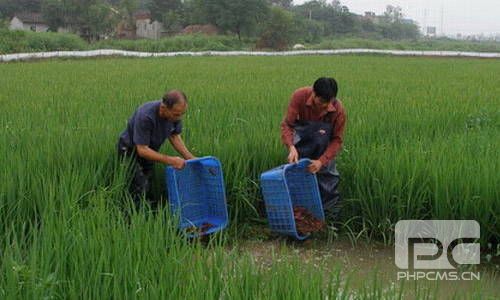 江苏淮安盱眙县稻虾综合种养的现状、存在问题及对策